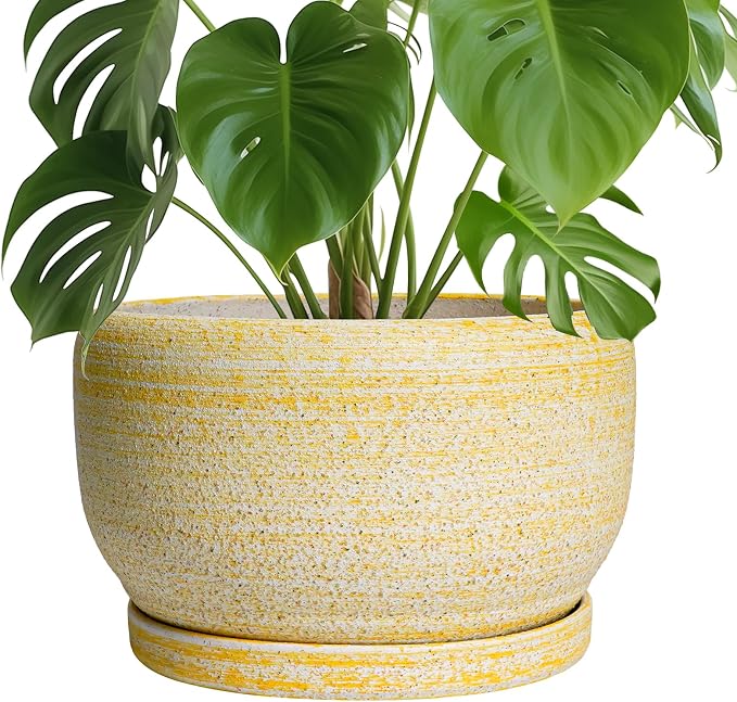 SQOWL Ceramic Planters for Indoor Plants by SQOWL