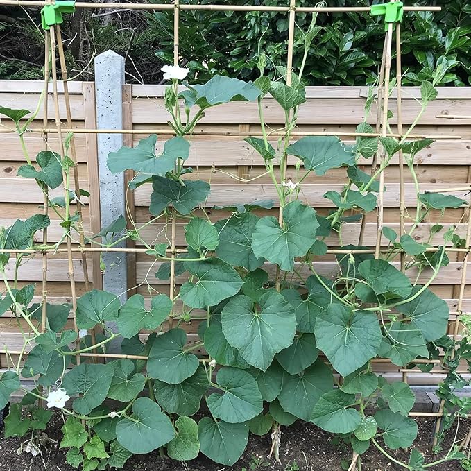 Plant Stakes 3FT, Natural Bamboo Stakes, HAINANSTRY 25Pcs Sturdy Bamboo Garden - Image 6