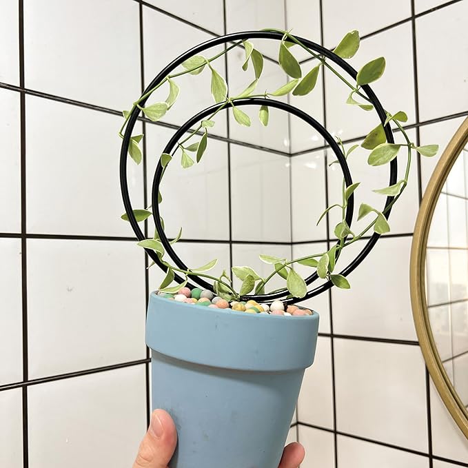 Hoya Trellis Set of 3 Round Climbing Plant Supports - Image 4