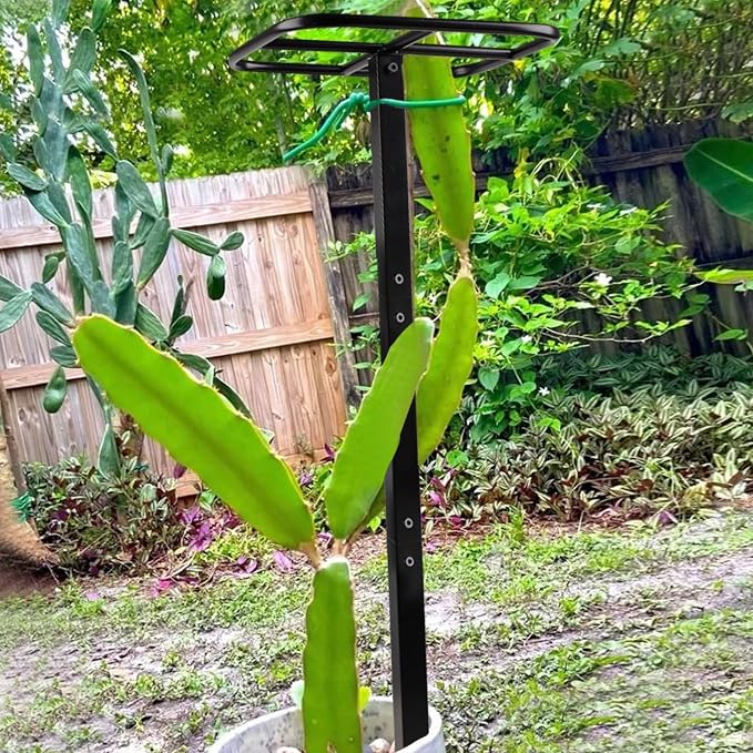 Premium Dragon Fruit Trellis - Image 8