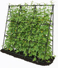 Cucumber Trellis by TrellumeGardenHome