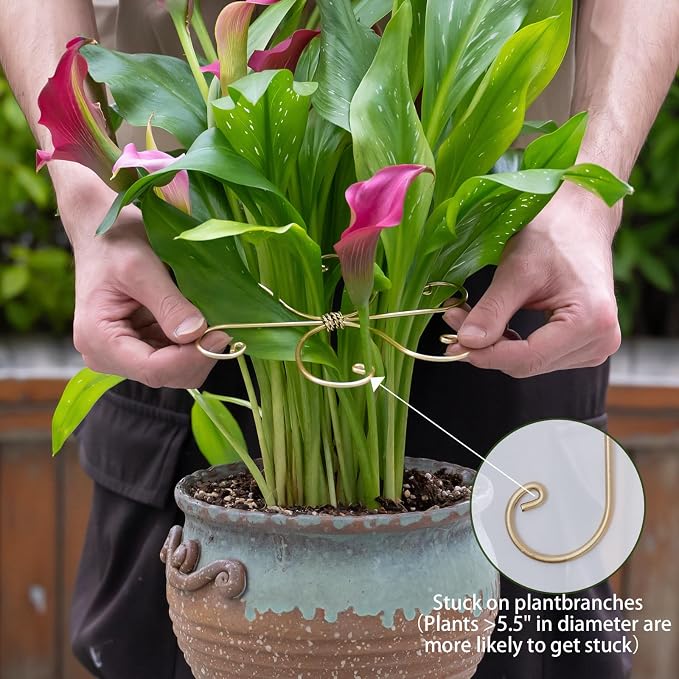 Durable Monstera Plant Support Hooks 5.5in - Image 5