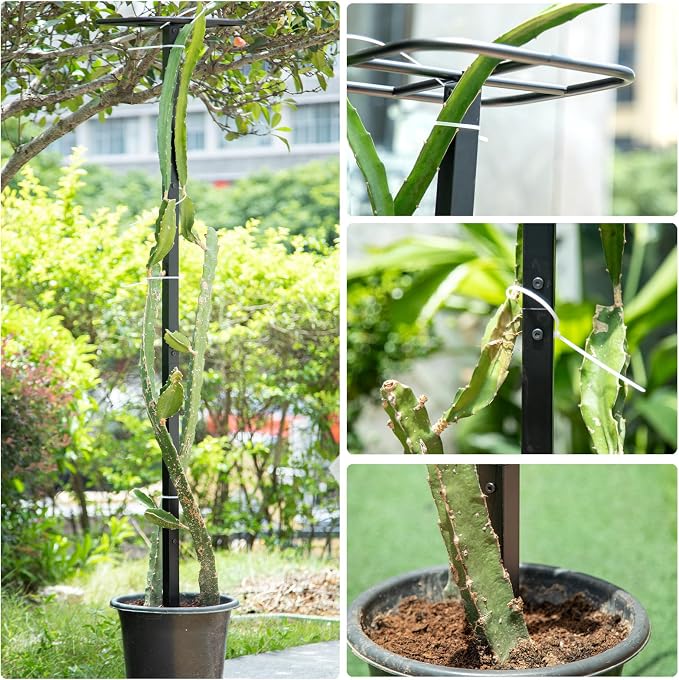63" Metal Dragon Fruit Trellis – Durable Outdoor Garden Support - Image 4