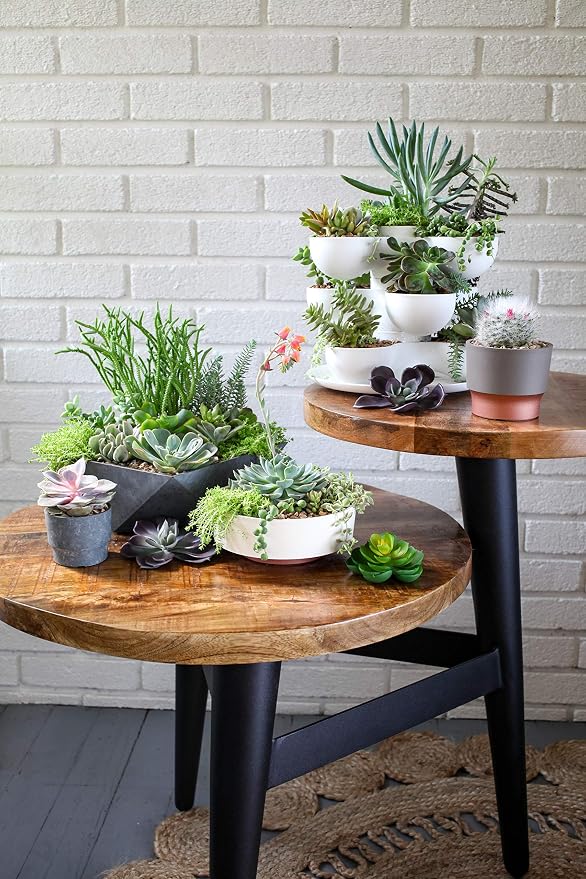 The HC Companies 8 Inch Round Plastic Succulent Capri Bowl Decorative Indoor - Image 4