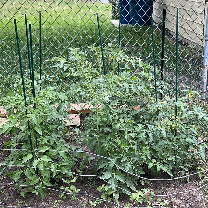 Garden Plant Stakes 48 Inch 4Ft Tomato Stakes, 20 Pack Steel Plant Stick Support - Image 7