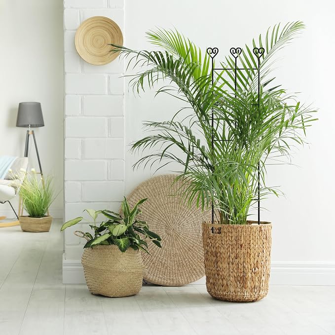 Coomin 4 Pack 32in Monstera Plant Support Stakes - Image 7