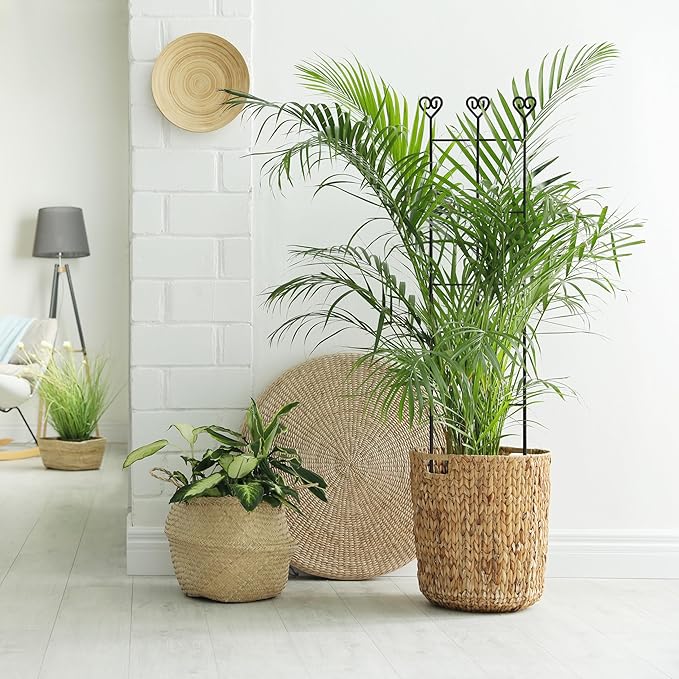 Coomin 2 Pack 32in Monstera Plant Support Stakes - Image 7
