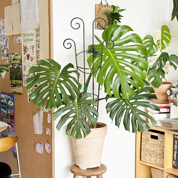 Coomin 32.6in Monstera Plant Support - Image 7