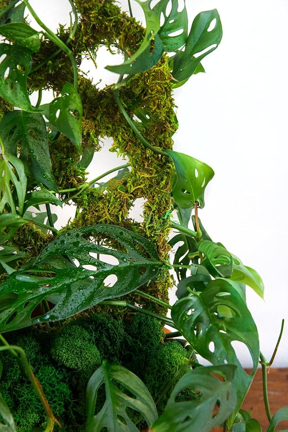 SuperMoss Plant Trellis - Image 4