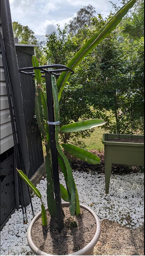 Premium Dragon Fruit Trellis - Image 5
