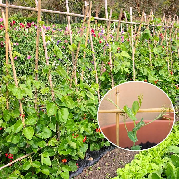 Plant Stakes, 4.8FT Longer Sturdy Natural Bamboo Garden Stakes, GAGINANG 20Pcs - Image 3