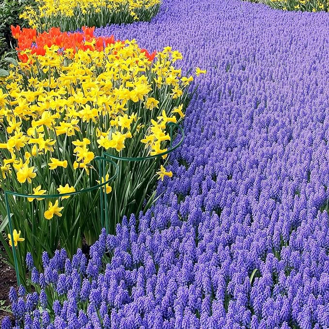 HiGift 6 Pack 24 Inch Plant Stakes, Flower Indoor Outdoor - Image 7
