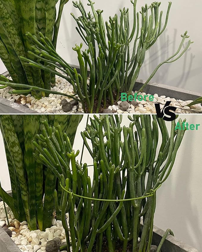 3 Pack Plant Support Stakes, Adjustable Plant Ring Cages - Image 6