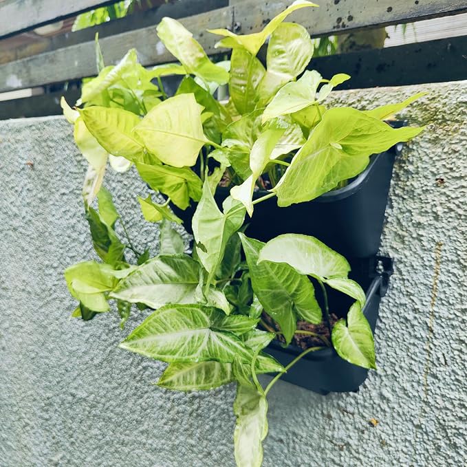 Maxona Black Color Vertical Garden Planter - Image 8