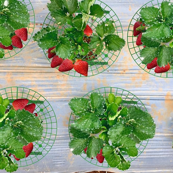 Iceyyyy 10 Pack Strawberry Plant Support - Image 5