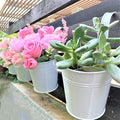 LaLaGreen 6 Inch Hanging Planter Iron by L%C3%A1L%C3%A1Green