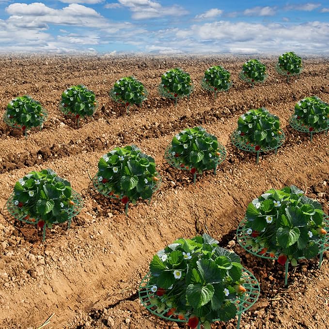 Iceyyyy 10 Pack Strawberry Plant Support - Image 6