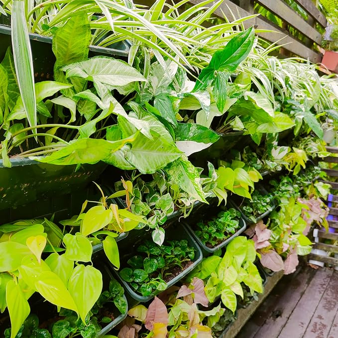 Maxona Black Color Vertical Garden Planter - Image 9