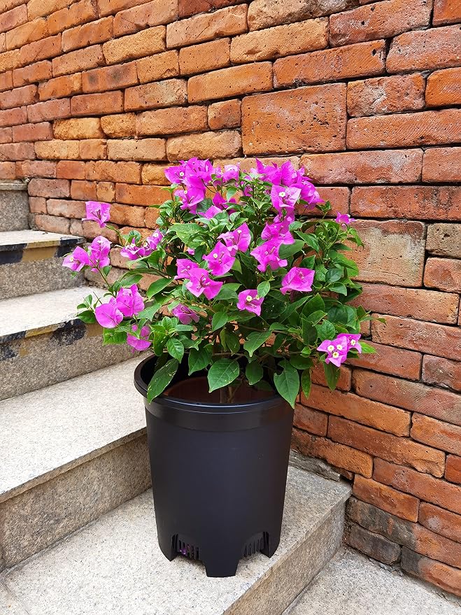 5 Gallon 20-Pack Nursery Pot Black Plastic Planters in Bulk - Image 6